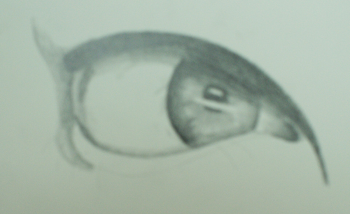 la forma de dibujar un ojo