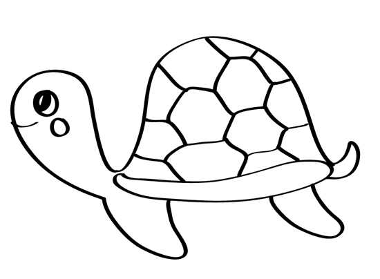 dibujo de tortuga marina